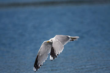 Image showing Flying seagull