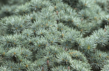 Image showing Conifer branches texture