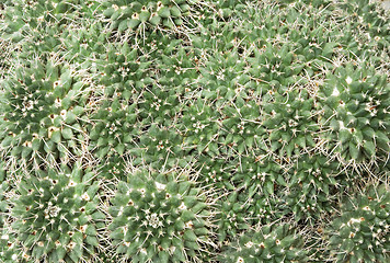 Image showing Cactus background