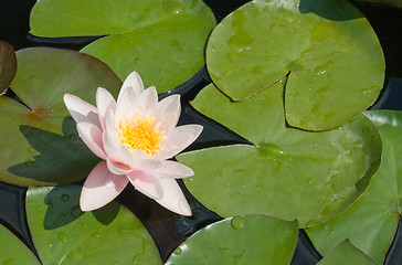 Image showing Water lily