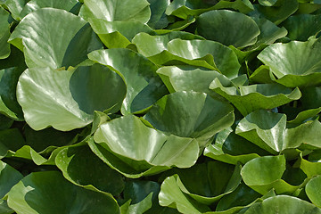 Image showing Green water lily leaves