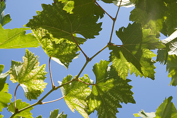 Image showing Vine leaves
