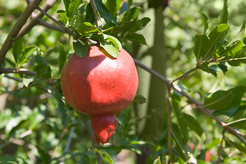 Image showing Ripe pomegranate