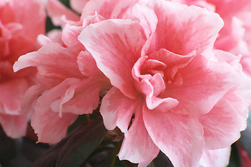 Image showing Flowers of Azalea