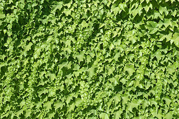 Image showing Ivy texture