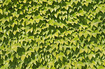 Image showing Ivy texture