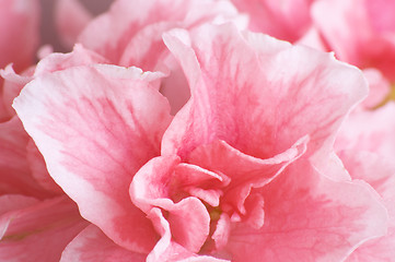 Image showing Azalea flower