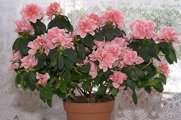 Image showing Decorative azalea