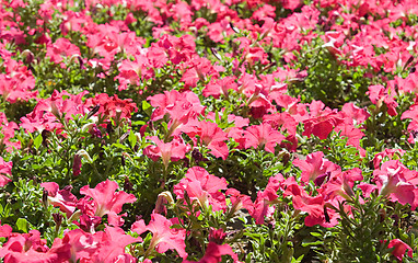 Image showing Pink flowers