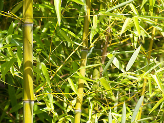 Image showing Bamboo tree