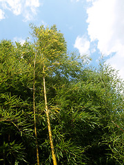 Image showing Bamboo tree