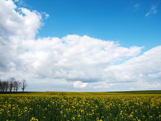 Image showing Beautiful rapeseed field