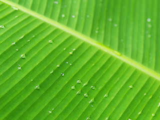 Image showing Banana leaf