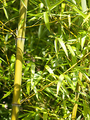 Image showing Bamboo tree