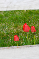 Image showing Wood fence framed tulips