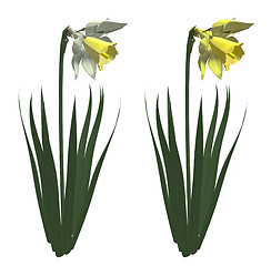 Image showing Narcissus