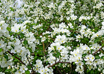 Image showing Apple blossom