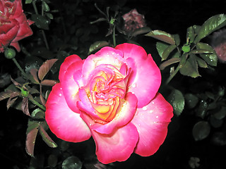 Image showing beautiful rose after rain