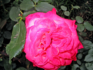 Image showing Beautiful roses