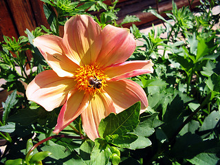 Image showing bumble bee on a dahlia