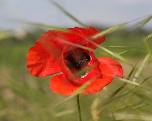 Image showing Red Poppy Blossom