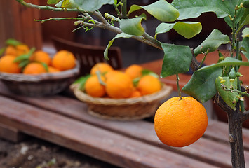Image showing Oranges in the Garden