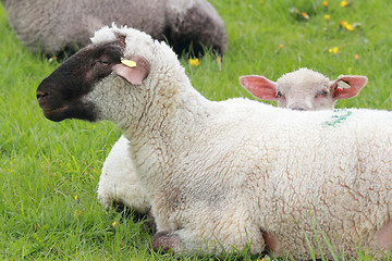 Image showing resting sheep