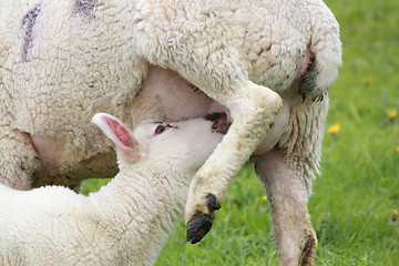 Image showing drinking lamb