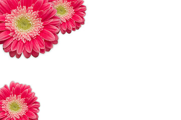 Image showing Bright Pink Gerber Daisies with Water Drops on White