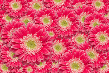 Image showing Bright Pink Gerber Daisies with Water Drops Background