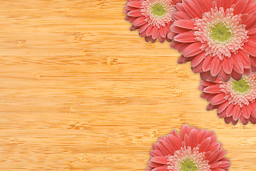 Image showing Pink Gerber Daisies with Water Drops on Bamboo Background