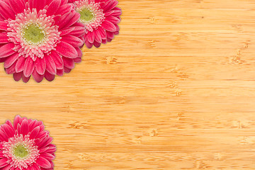 Image showing Pink Gerber Daisies with Water Drops on Bamboo Background