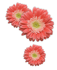 Image showing Pink Gerber Daisy Corner Element on White