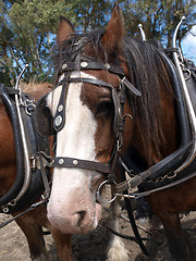 Image showing Clydesdale in Harness