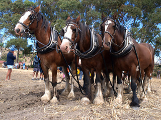 Image showing Six Horse Team