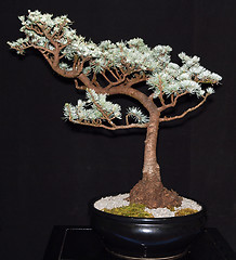 Image showing Atlantic Cedar Bonsai