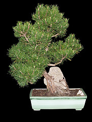 Image showing Mugo Pine Bonsai