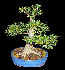 Image showing Bonsai Privet