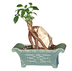 Image showing Bonsai Tree 