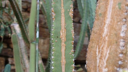 Image showing Cactus