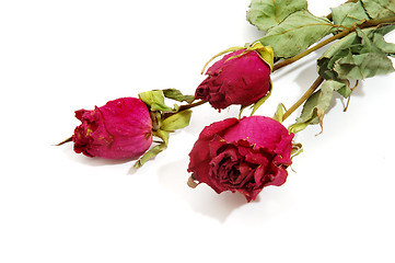 Image showing Dried red roses