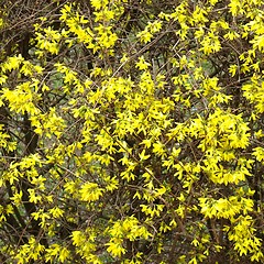 Image showing Forsythia flowers