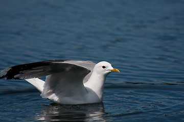 Image showing Just landed