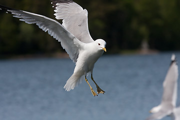 Image showing flying seagull