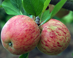 Image showing A Pair of New Zealand Apples