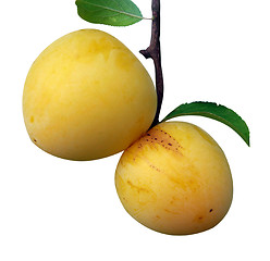 Image showing Two Yellow Plums