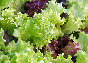 Image showing Lettuce