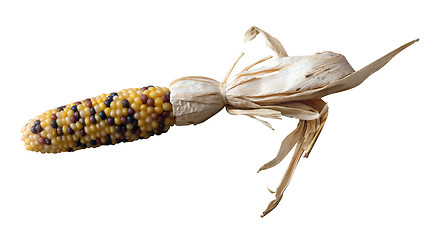 Image showing Multicoloured Indian Corn