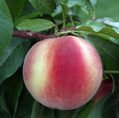 Image showing Ripe New Zealand Peach