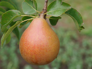 Image showing Ripe New Zealand Pear